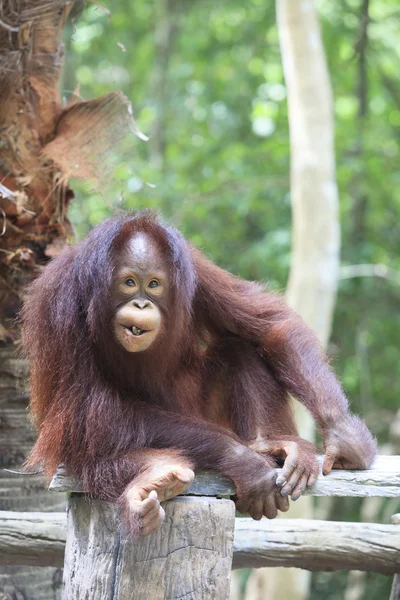 Indonesia orangutan with nature — Stock Photo, Image